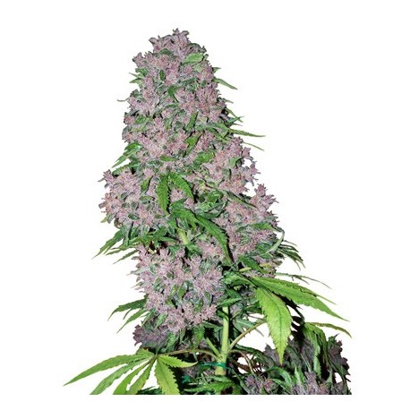 Purple Bud de White Label