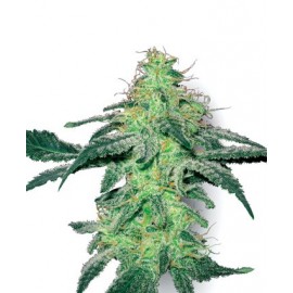 White Skunk (3 semillas) de White Label