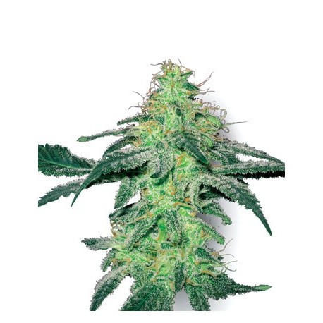 White Skunk (3 semillas) de White Label