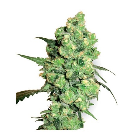 Super Skunk de White Label