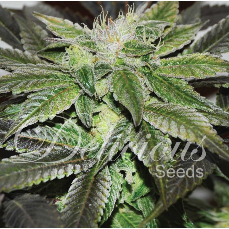 Sugaqr Candy de Delicious Seeds