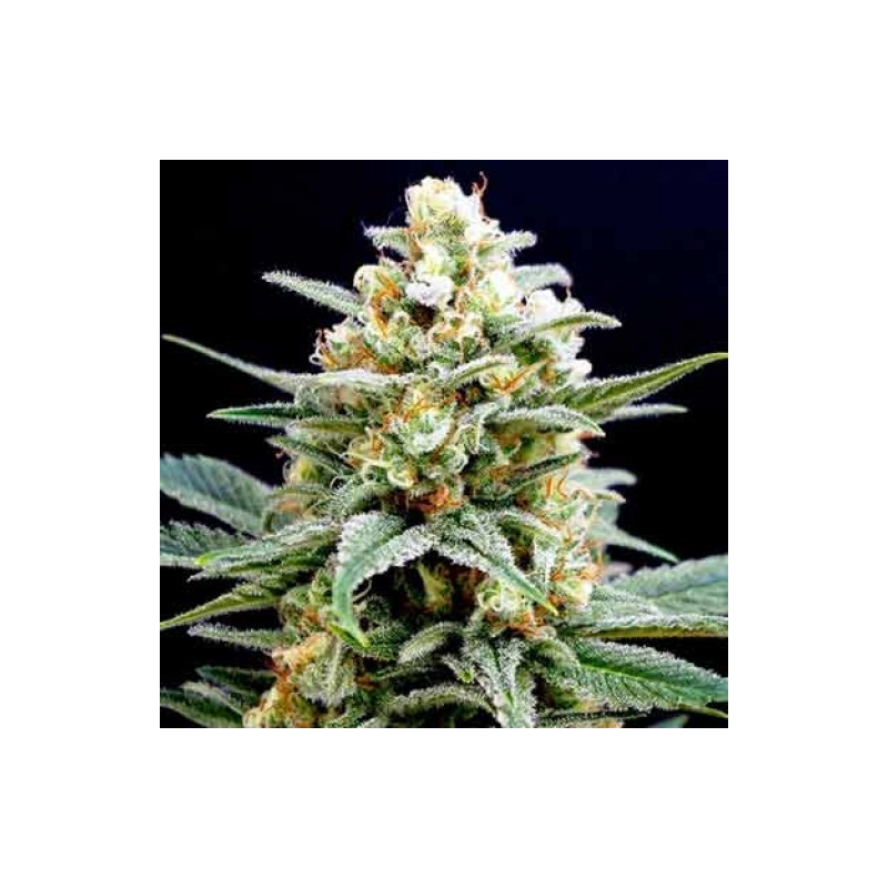 Semillas Kritikal k de Kannabia