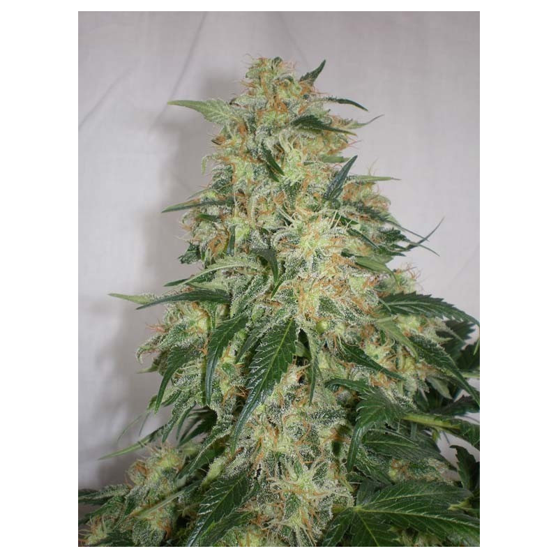 Semillas Kritikal k de Kannabia