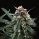 Auto Purple de Pyramid Seeds