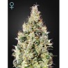 Exodus Cheese Auto CBD