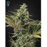 Super Lemon Haze Auto CBD