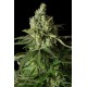 Moby Dick CBD de Dinafem