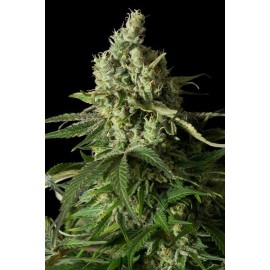 Moby Dick CBD de Dinafem