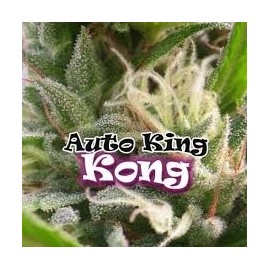 Auto King Kong de Dr Underground