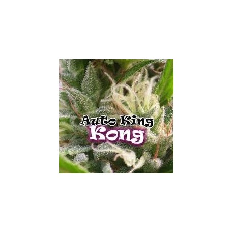 Auto King Kong de Dr Underground