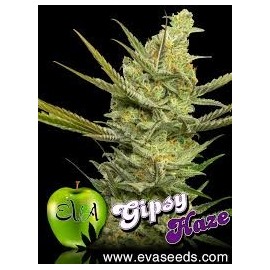 Gipsy Haze (3 semillas)