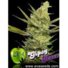 Gipsy Haze (3 semillas)