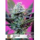 + Speed Auto de Sweet Seeds