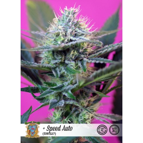 + Speed Auto de Sweet Seeds