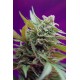 Black Jack auto