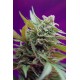 Semillas Autoflorecientes Black Jack Auto