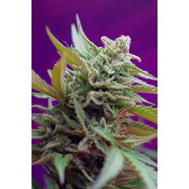 Semillas Autoflorecientes Black Jack Auto