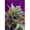 Black Jack auto