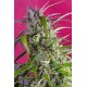 Cristal Candy Auto