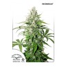 Auto Cinderella Jack