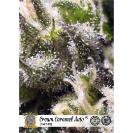 Cream Caramel auto