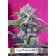 Cream Mandarine Auto