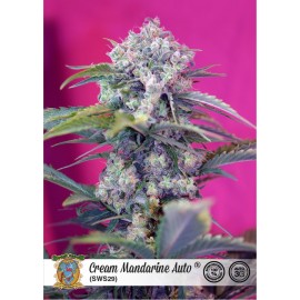 Cream Mandarine Auto