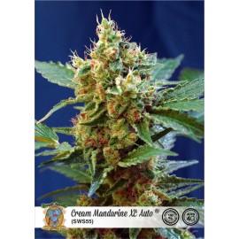 Semillas autoflorecientes Cream Mandarine XL auto