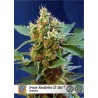 Cream Mandarine XL Auto