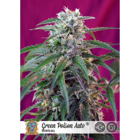 Semillas autoflorecientes Green Poison Auto de Sweet Seeds