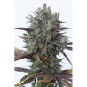 Purple Orange CBD de Dinafem con el 20%