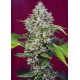 San Fernando Lemon Kush