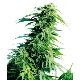 Semillas feminizadas Hindu Kush