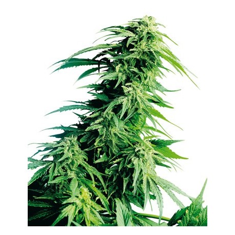 Semillas feminizadas Hindu Kush