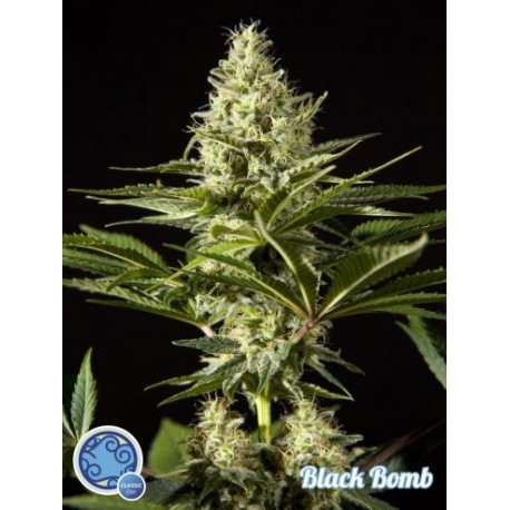 Black Bomb (3 semillas)