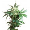 Black Domina