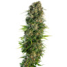 Semillas de marihuana Hindu Kush Automatic de Sensi Seeds