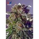 CBD Black Widow (5 semillas)