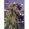 CBD Black Widow (5 semillas)