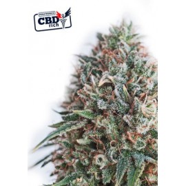 CBD Critical 47 (5 semillas)