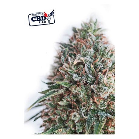 CBD Ctical 47 (5 semillas)