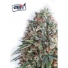 CBD Critical 47 (5 semillas)