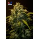 CBD Jack Diesel (5 semillas)