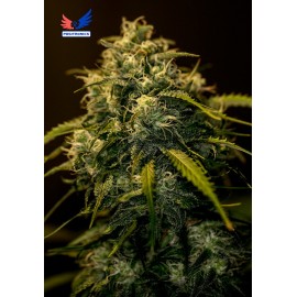 CBD Jack Diesel (5 semillas)