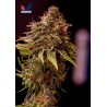 CBD Caramelice