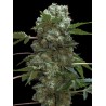 Doble AK 47