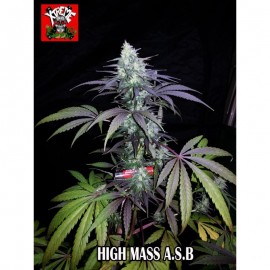 High Mass Superauto