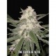 The Critical Auto de Xtreme Seeds