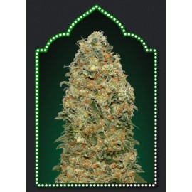 Semillas de marihuana White Widow