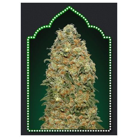 Semillas de marihuana White Widow